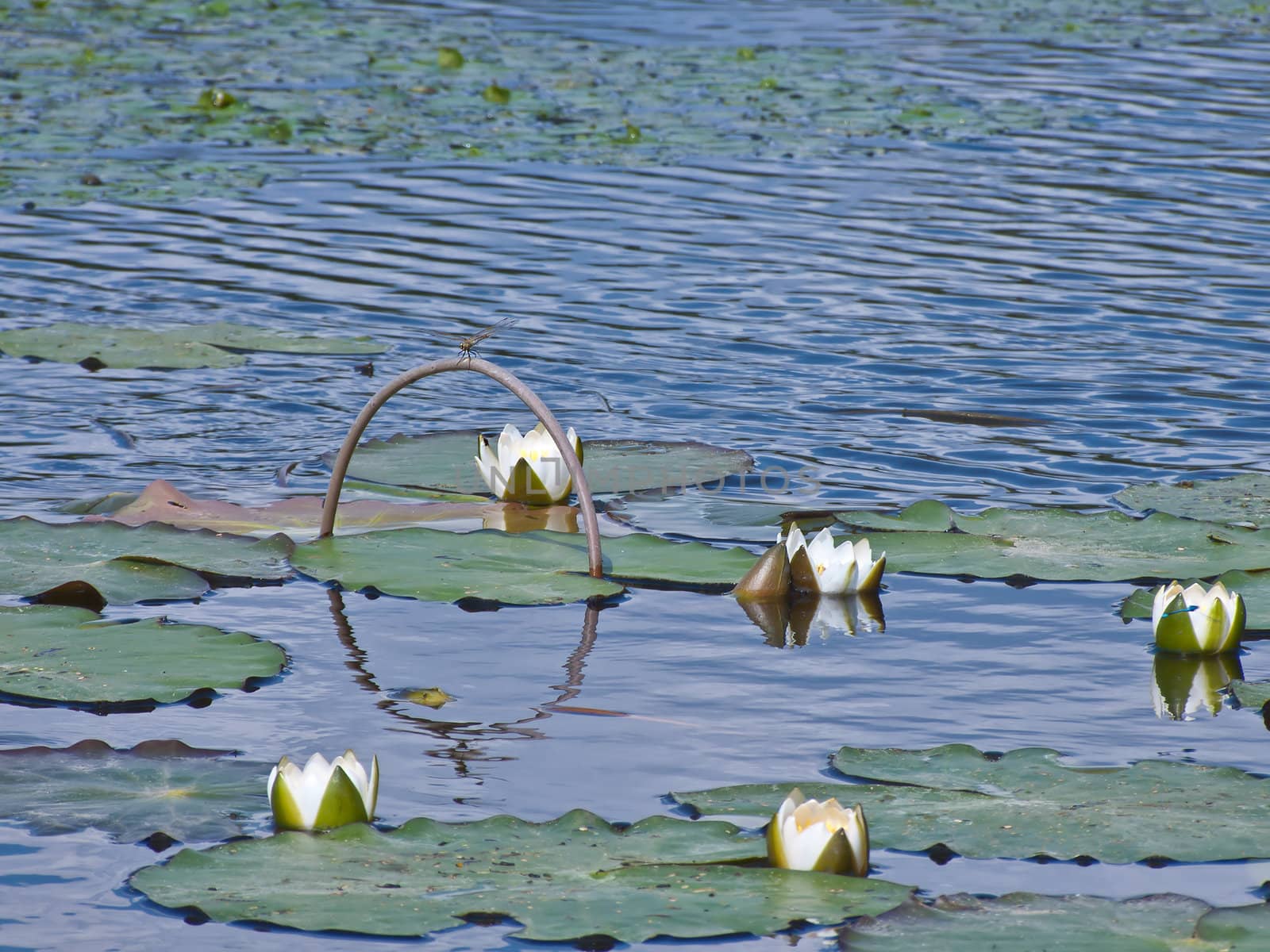 Lots of white water lily in a dark pond, a white lotus