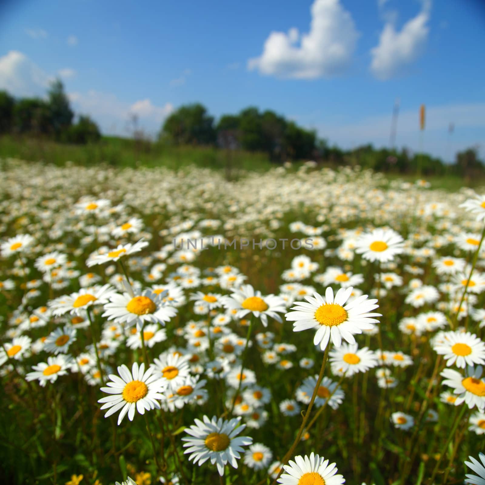  field with white daisies under sunny sky