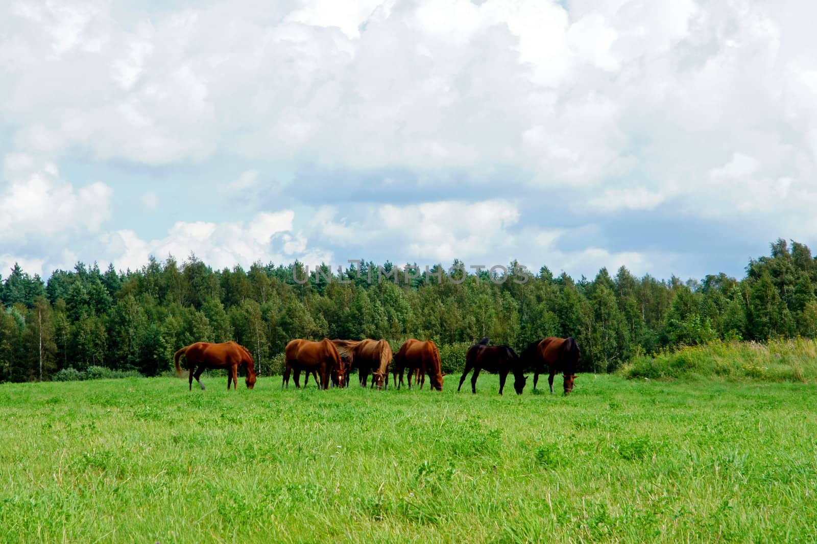 Several horses feeding at the runch on bright summer day