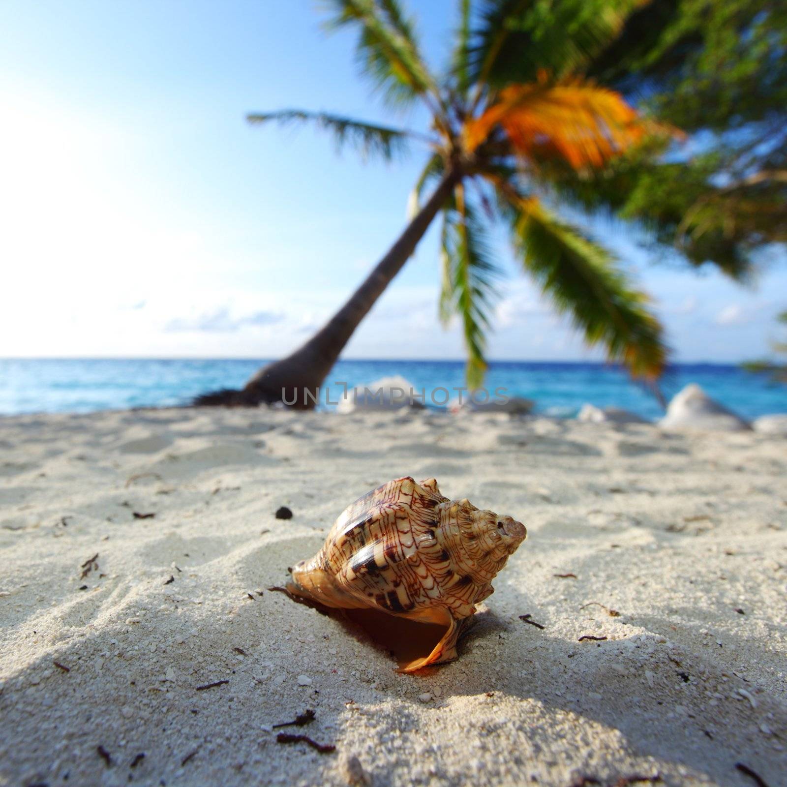 shell on sand under palm