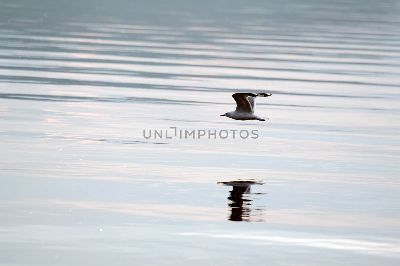white seagull flying above the water surface