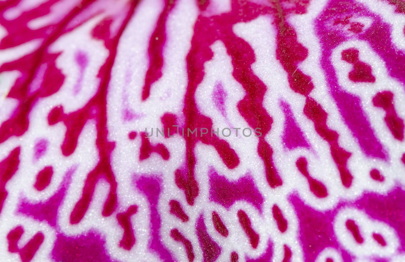 patterns of a lip of a orchid