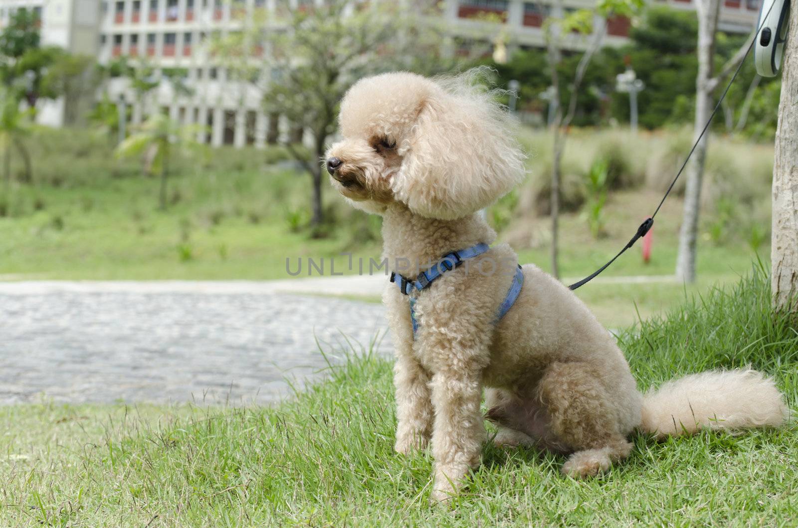 poodle with owner