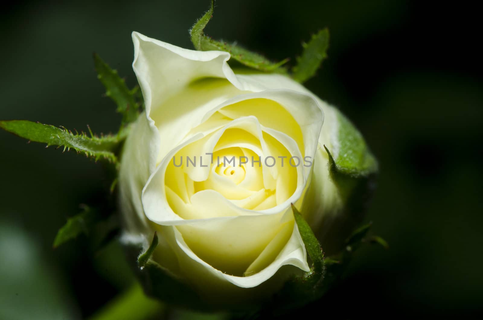 closeup of a white rose