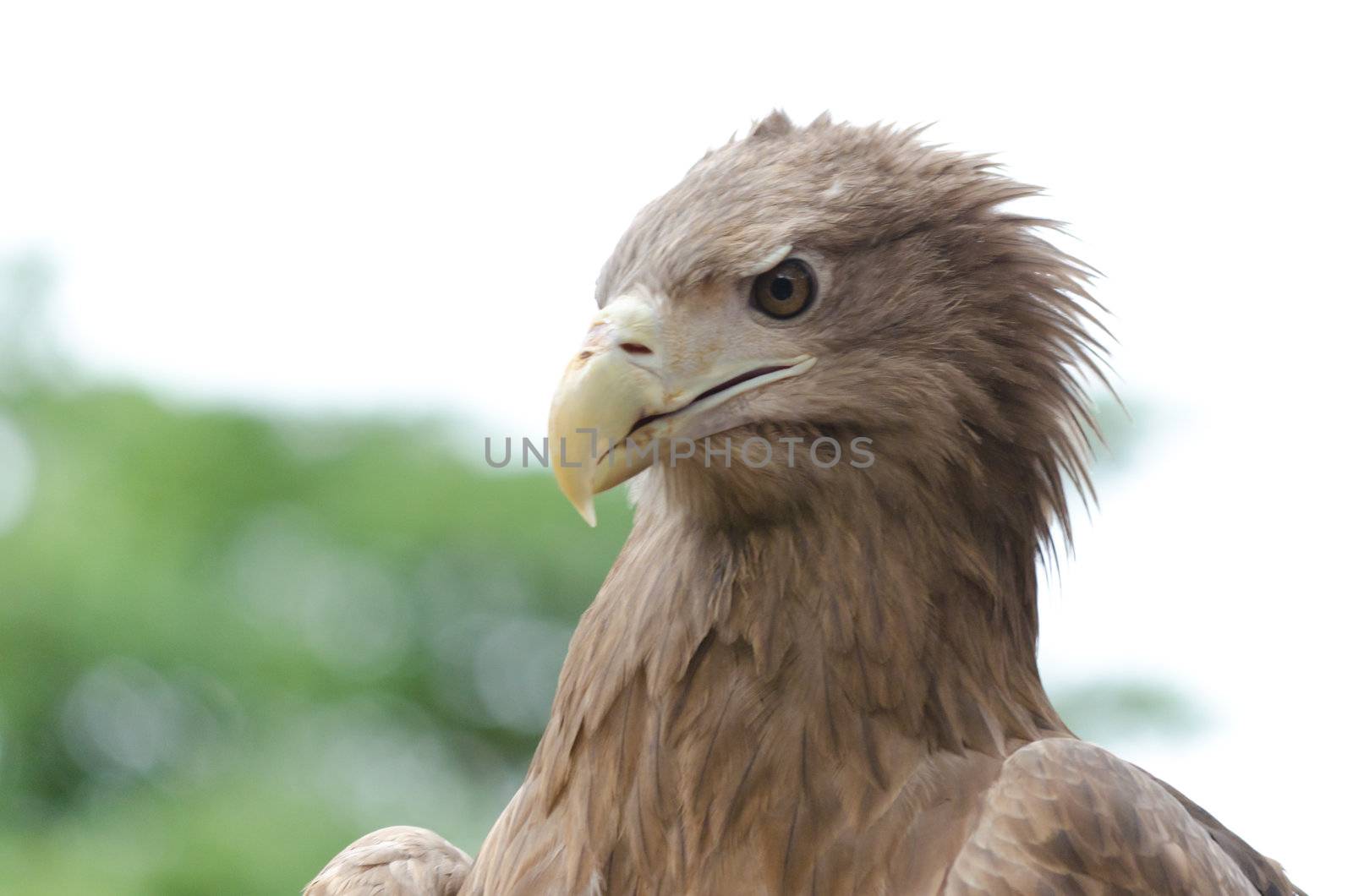 closeup of a hawk