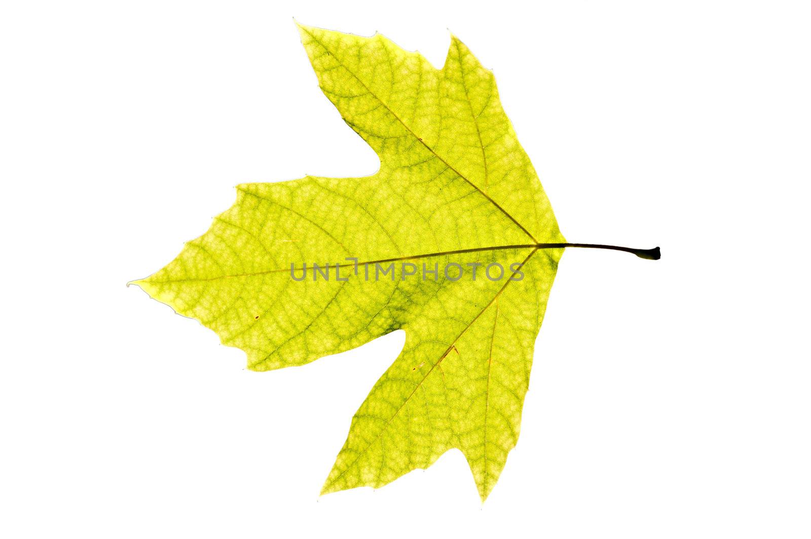 Lonely leaf of a plane tree, isolated on a white background.