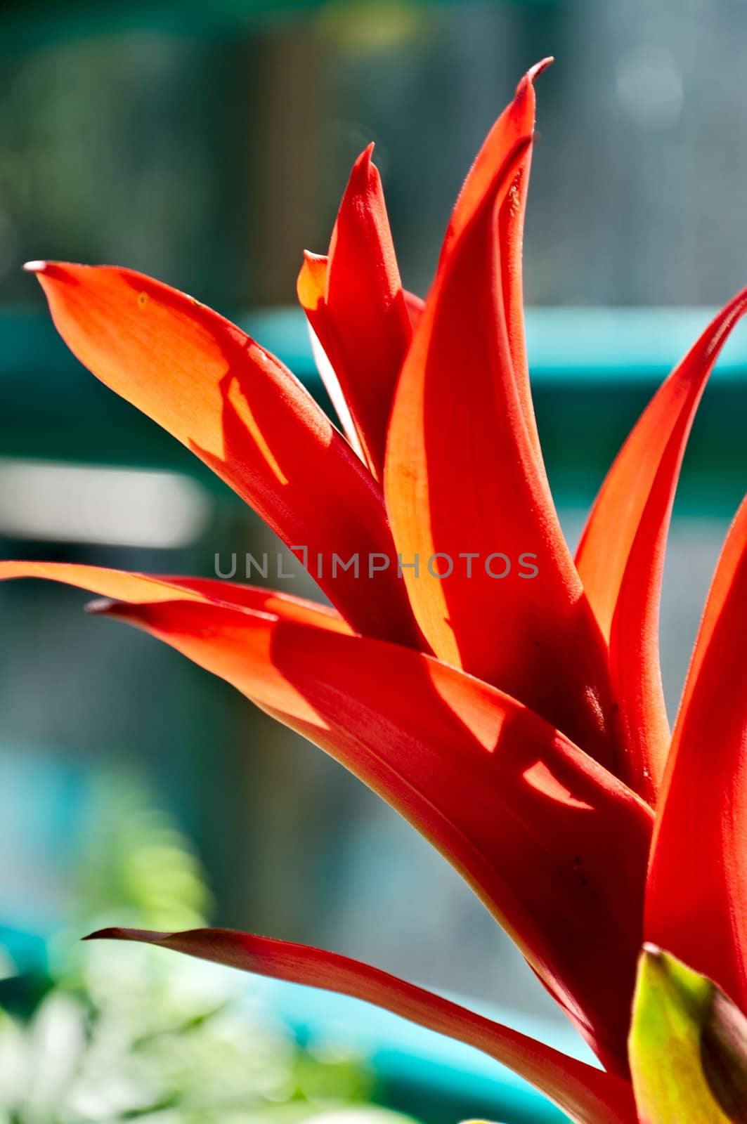 Floral Background - Blooming bromelia, closeup.