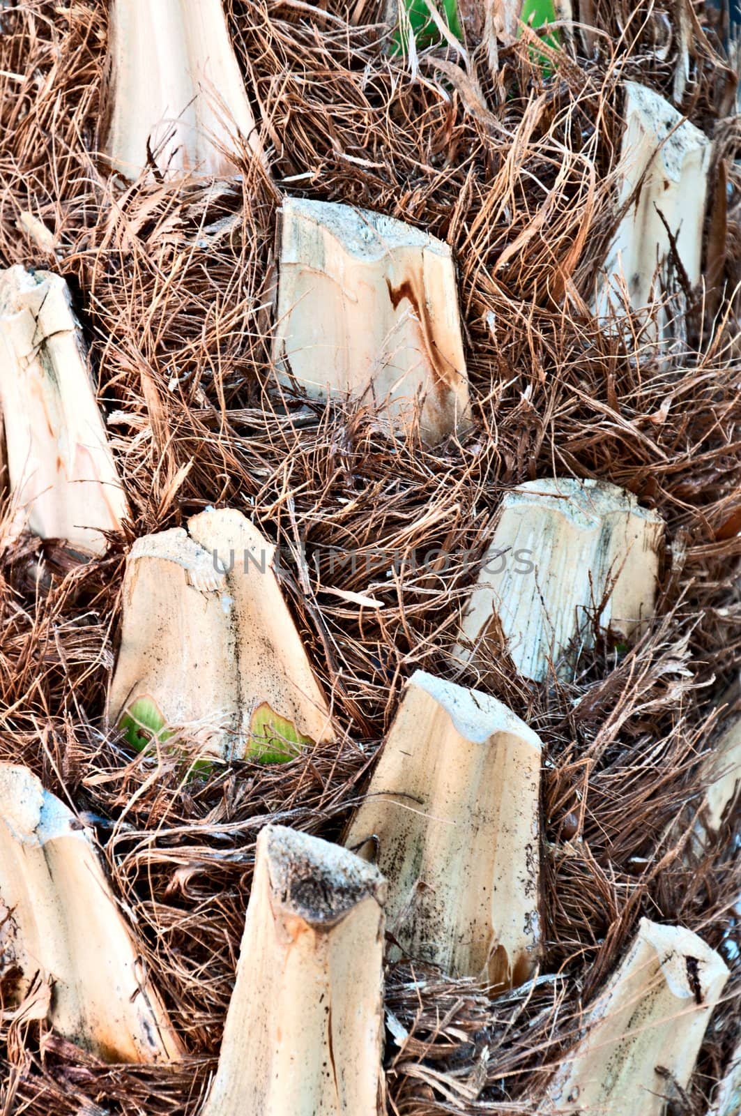 Background - palm bark texture.