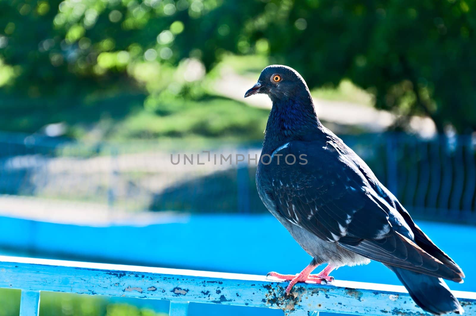 The blue rock pigeon sits on a handrail in city park