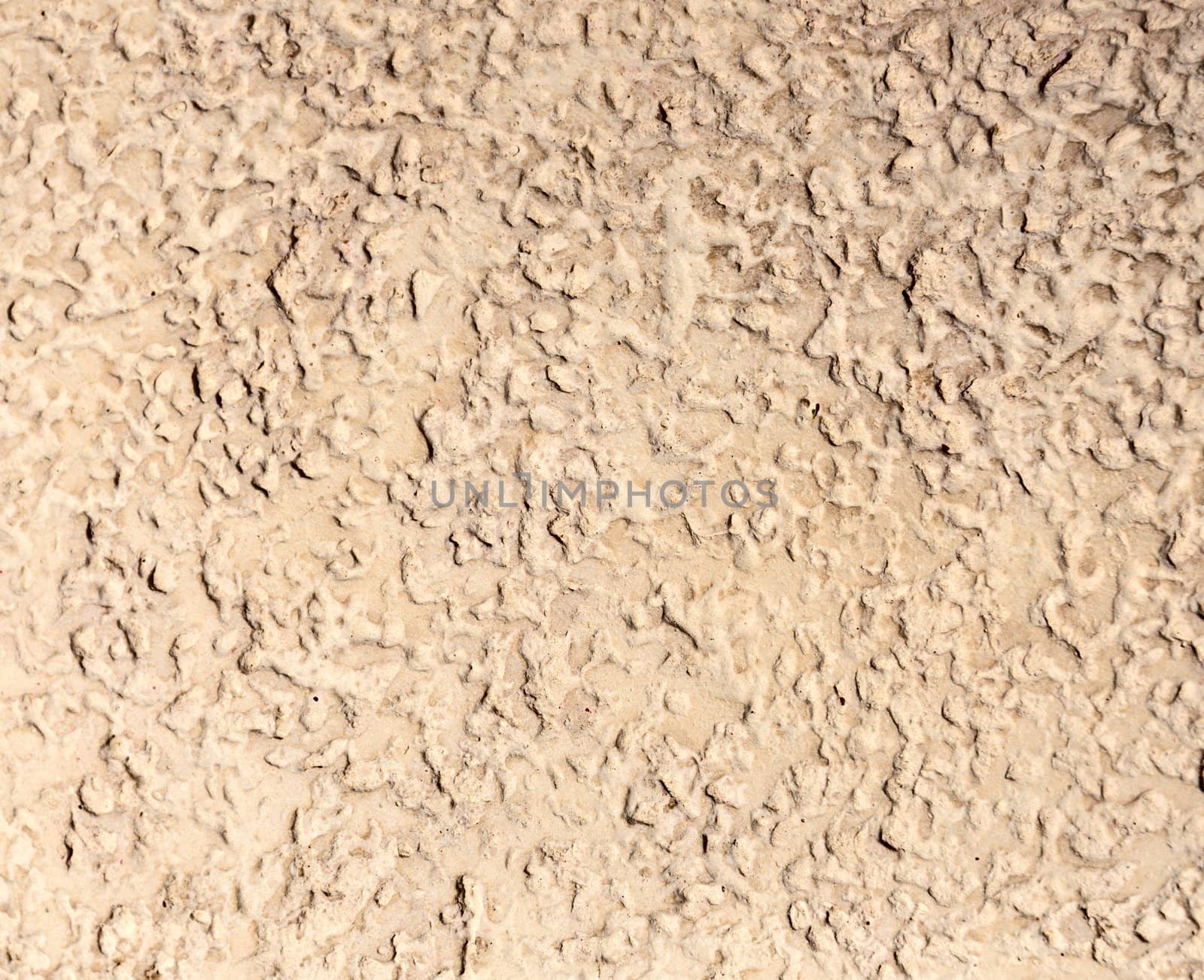 Background - beige stone texture - bark-boring beetle.
