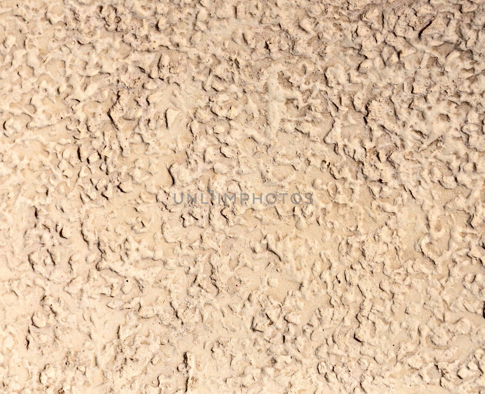 Background - beige stone texture - bark-boring beetle.