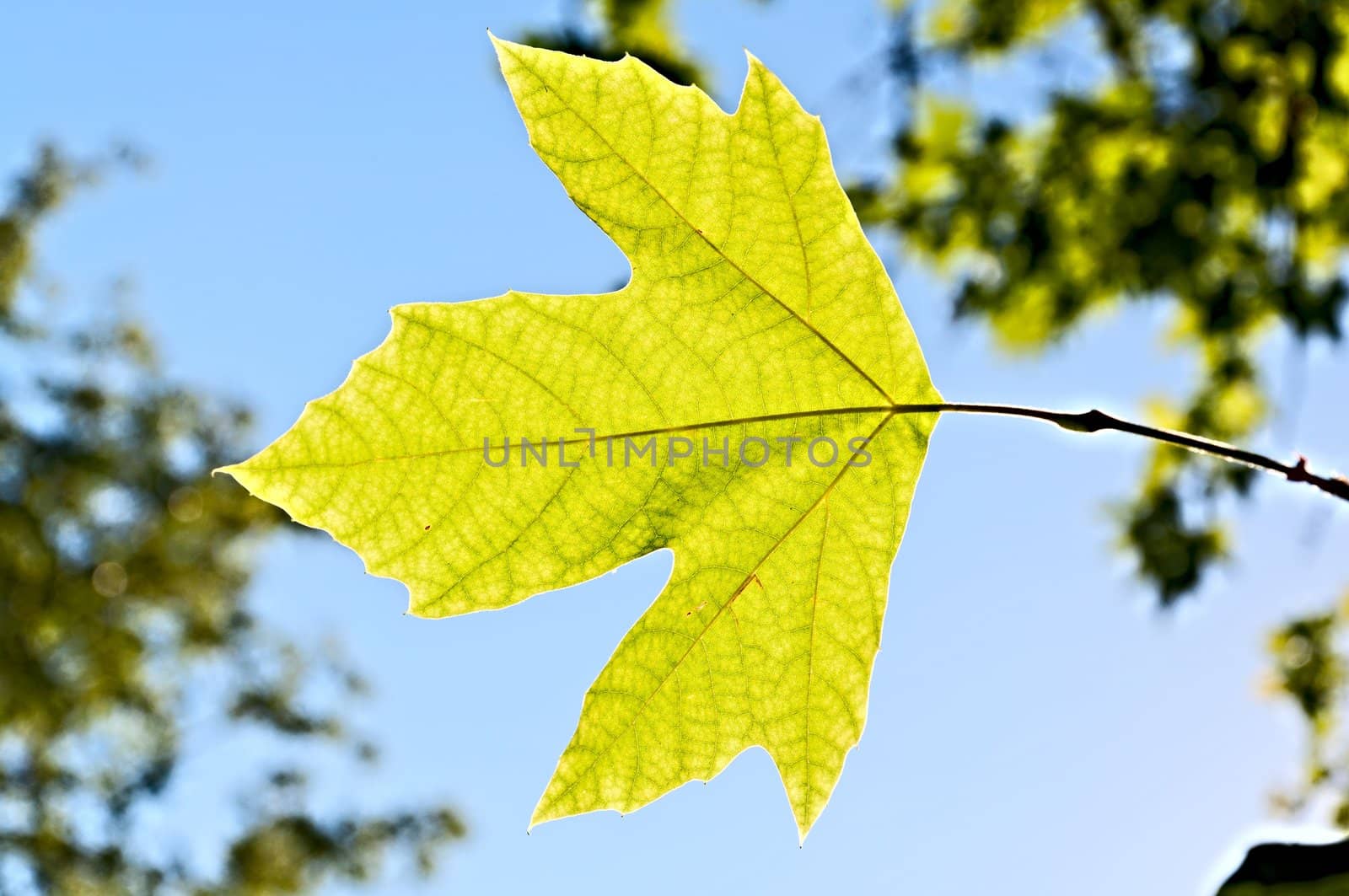 Lonely leaf of a plane tree, against the blue sky and green foliage.