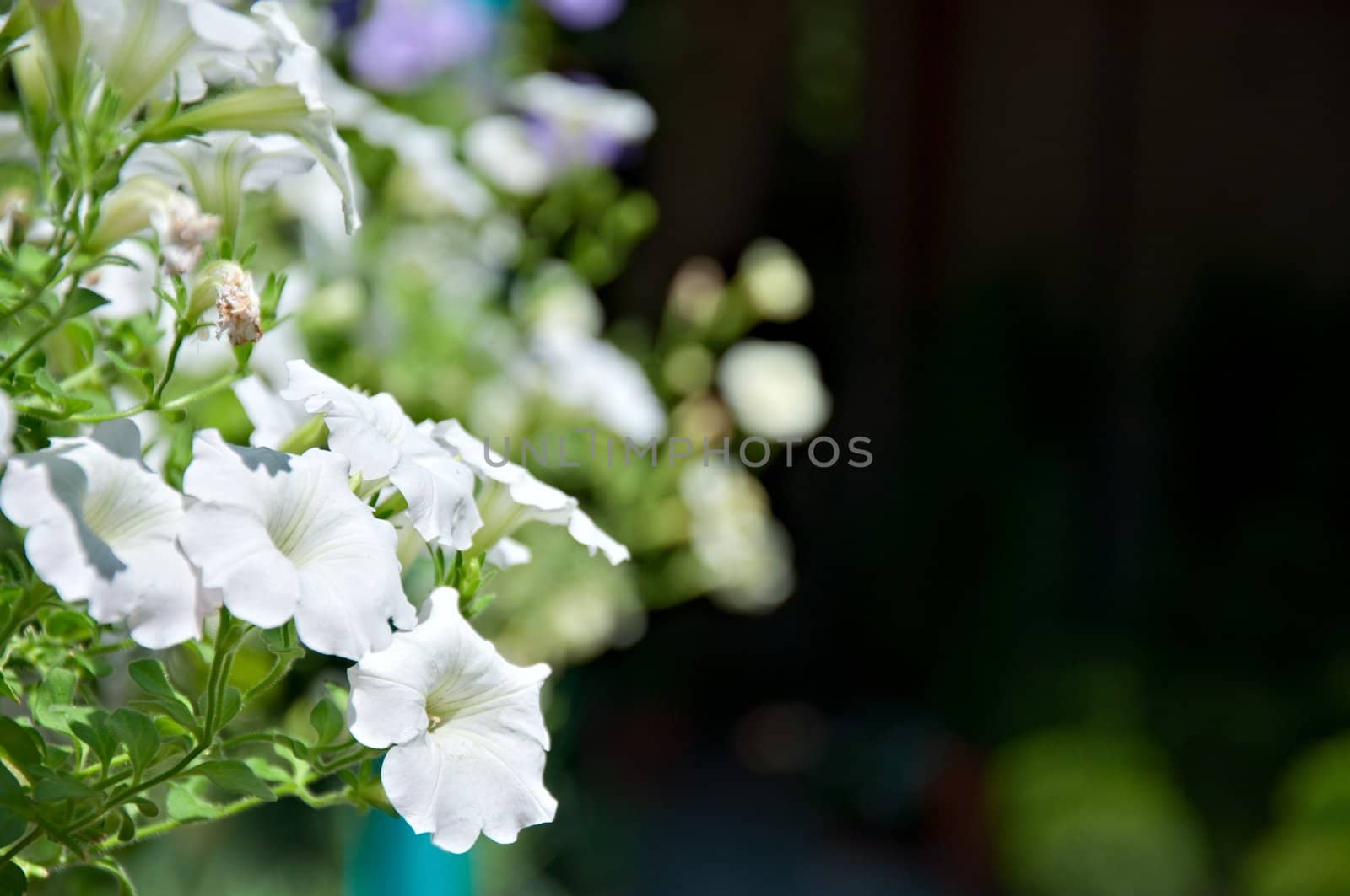 Floral Background - flowers of a surfinia of white color