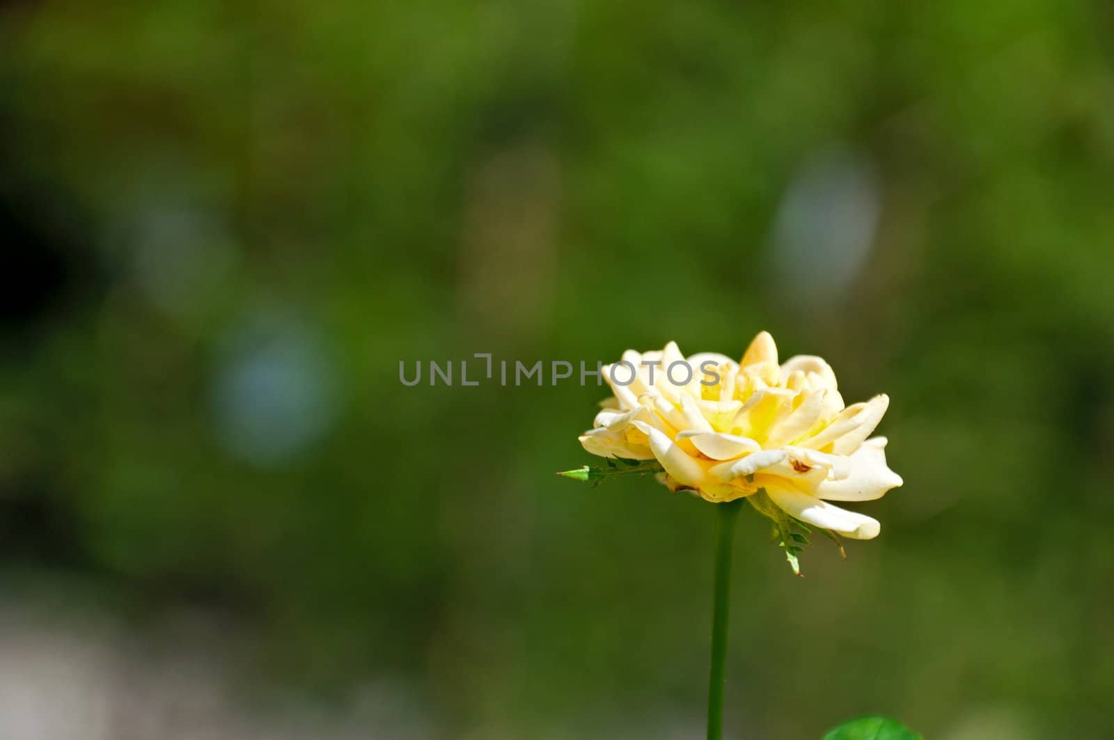 Background - a lonely yellow rose the fairy, against greens