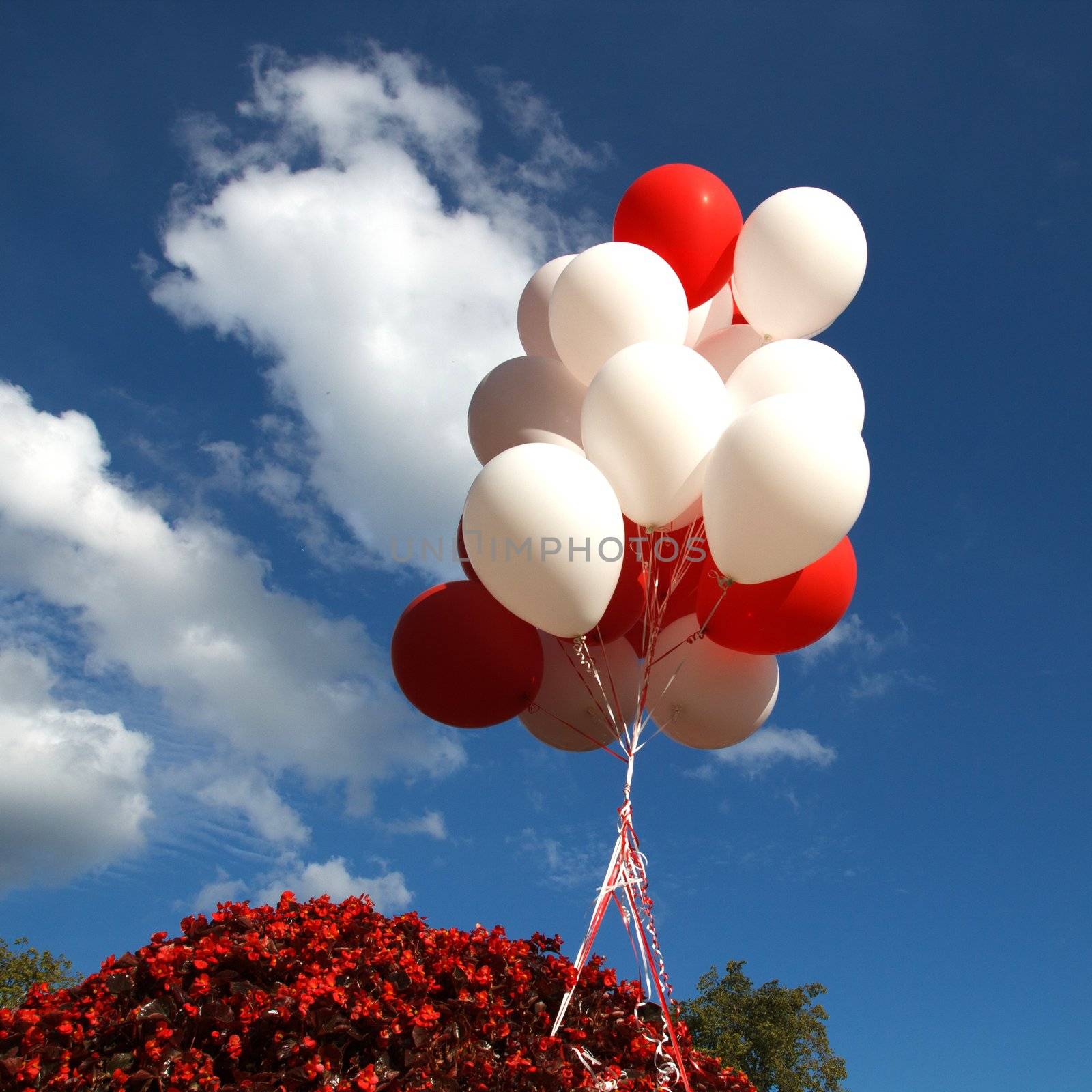 colorful balloons against blue sky
