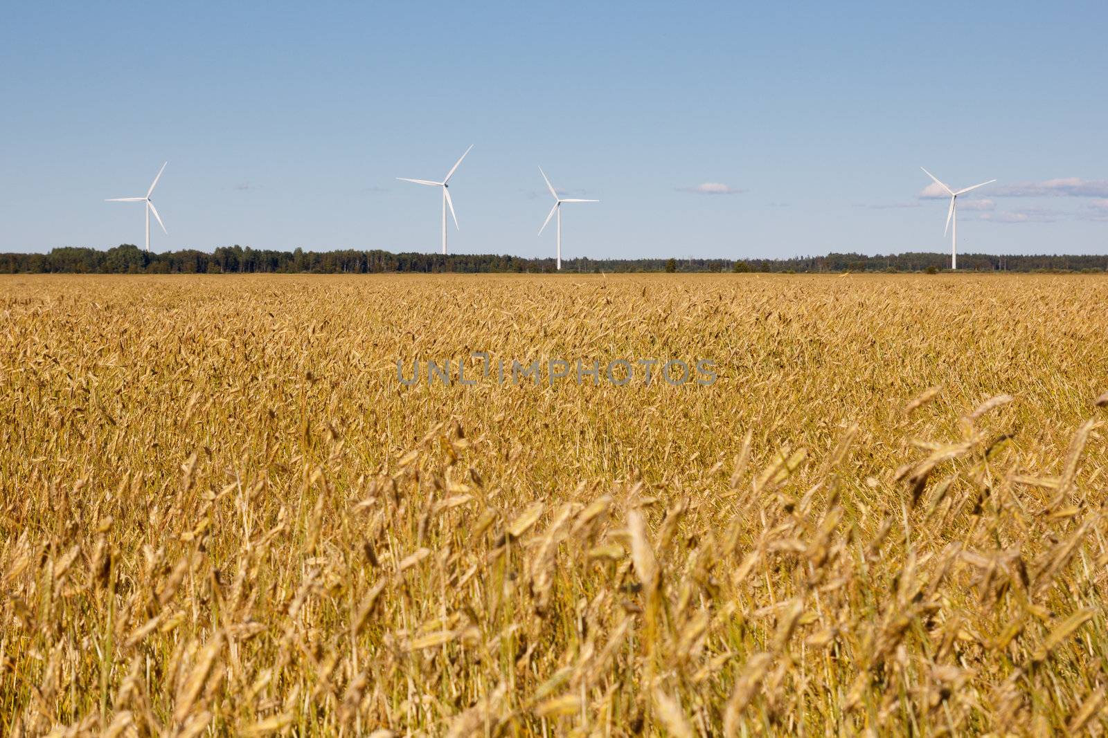 cornfield with wind generators in the background