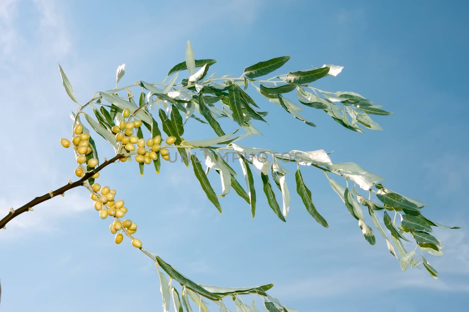 Branch of wild olive trees with yellow fruits on the background of blue sky in fine sunny day