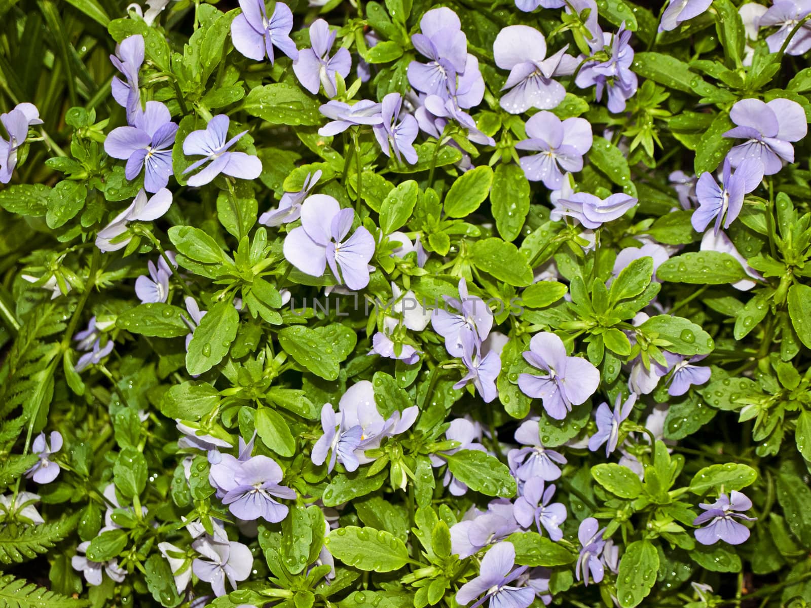 wet wild violet with green leaves