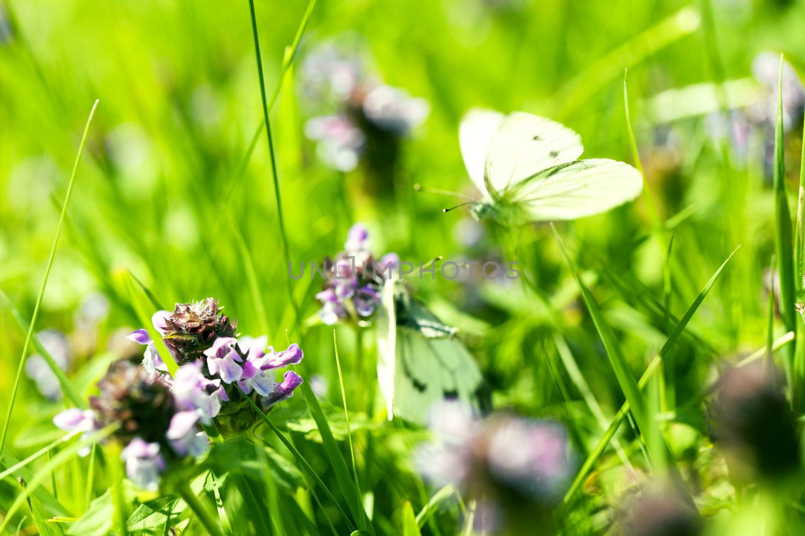 clover blossom in front of mating butterflies by RobStark