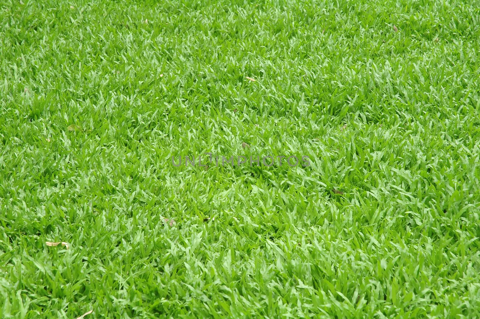 green grass