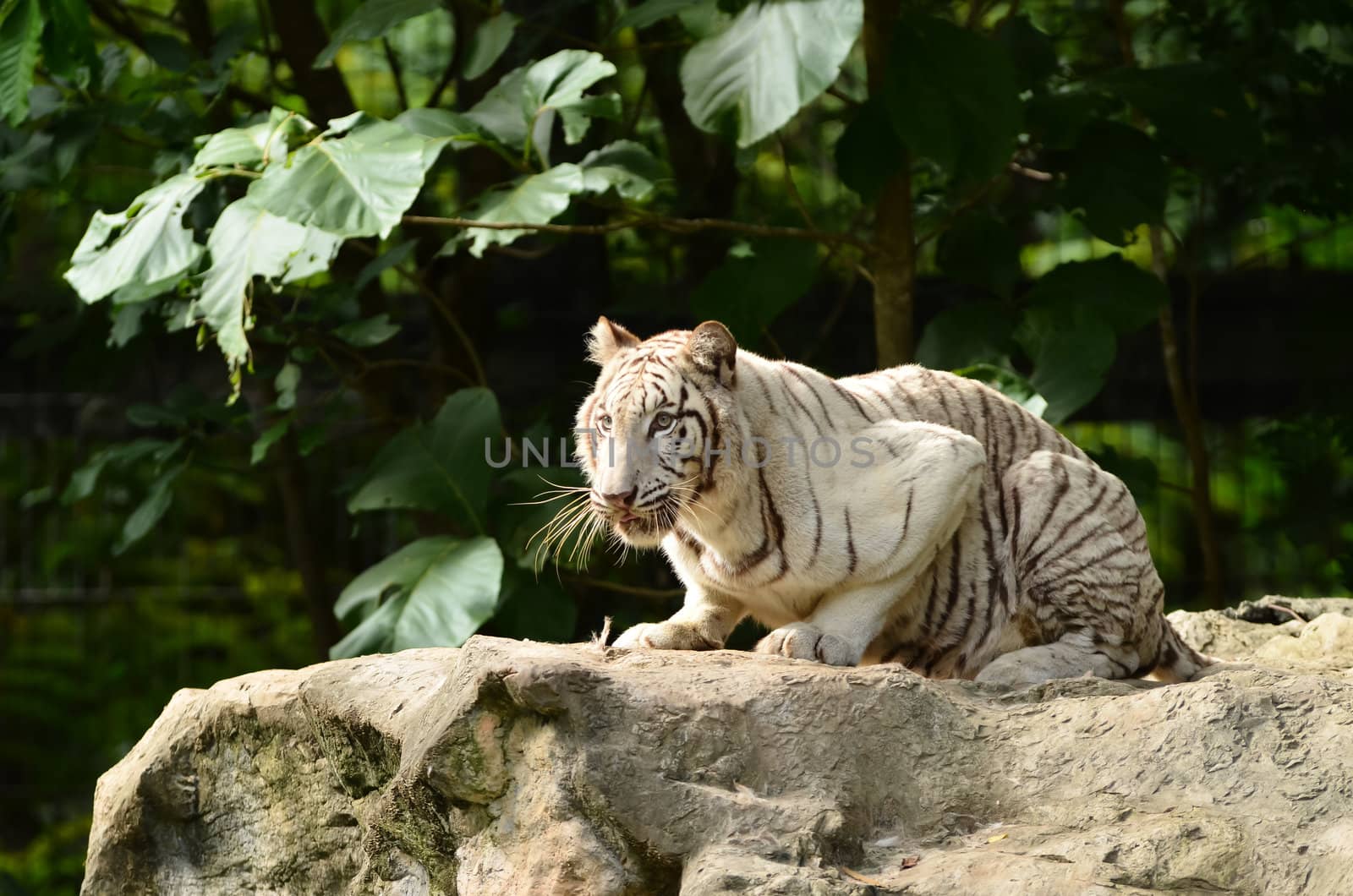 white bengal tiger in chiang mai night safari