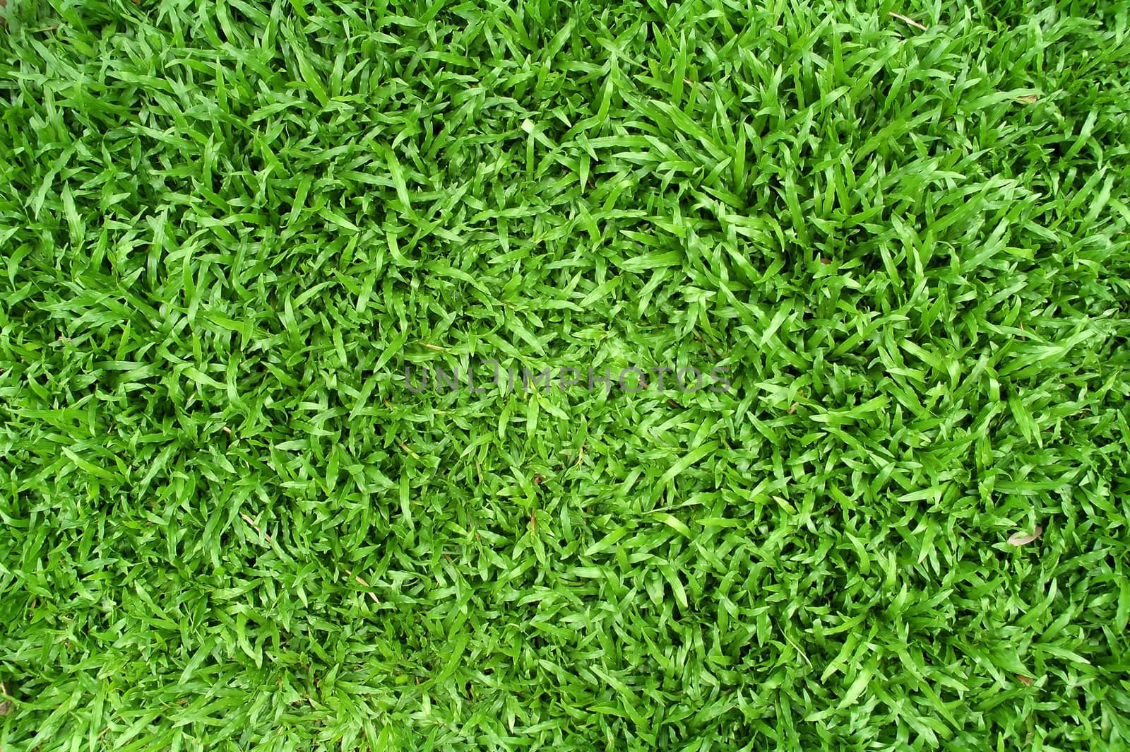 green grass