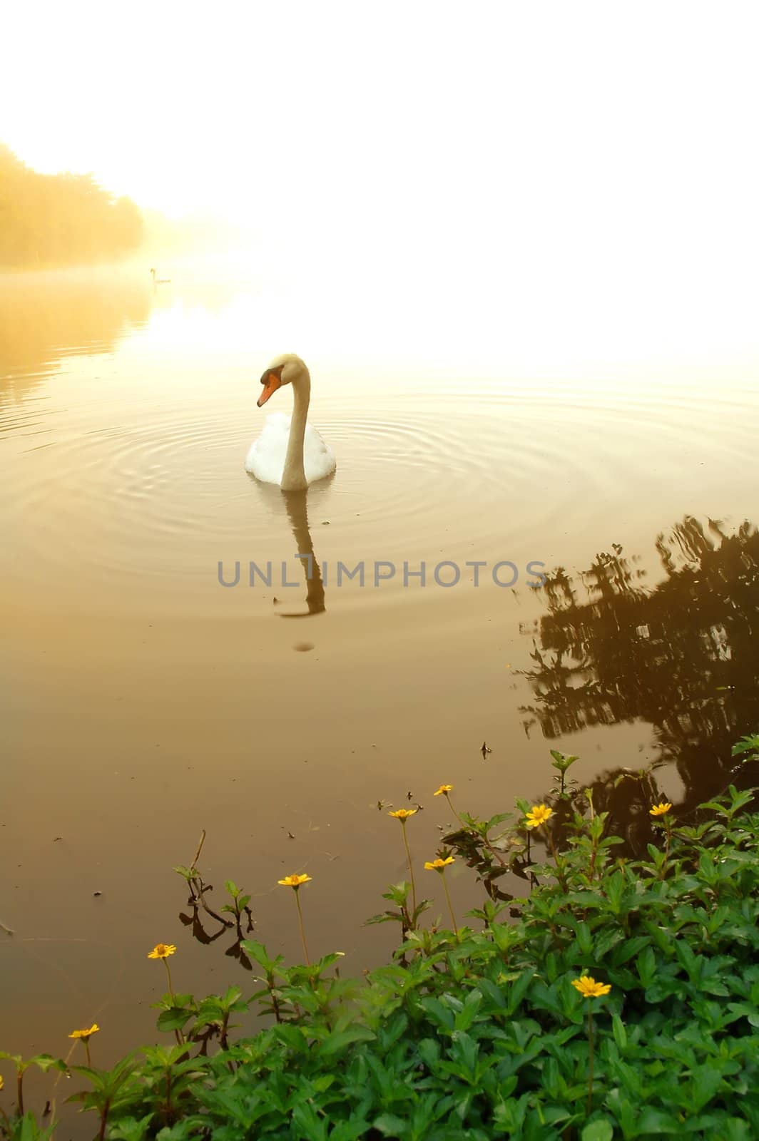 swan in the lake by anankkml