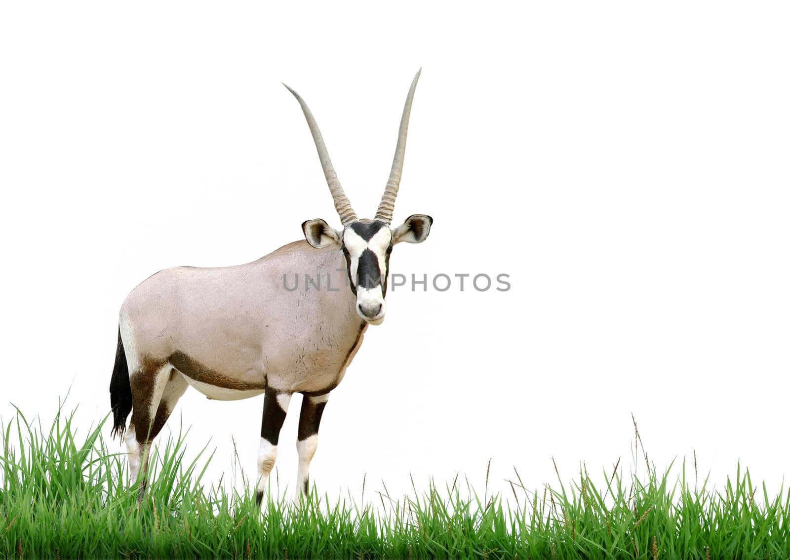 oryx with green grass isolated