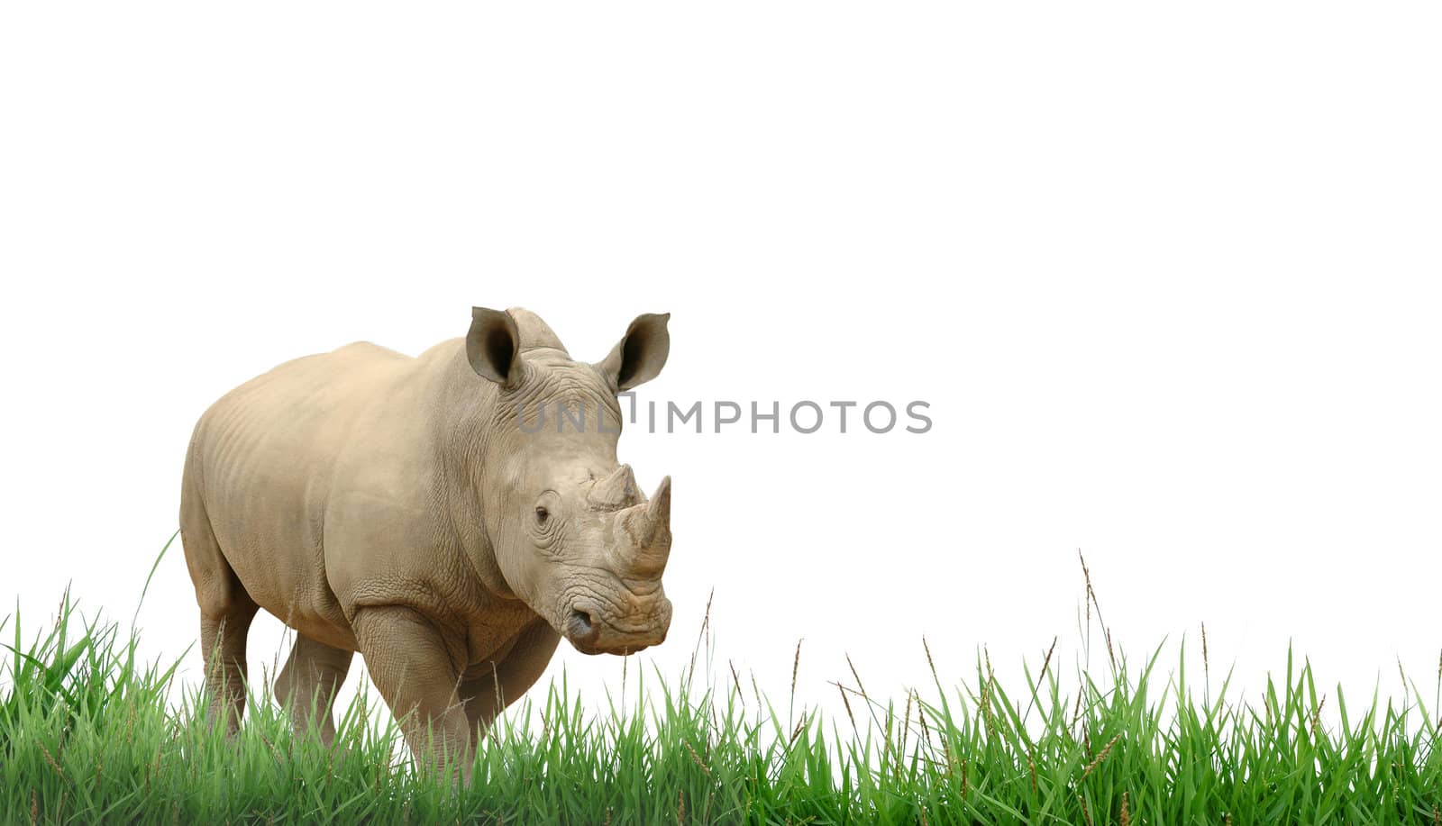 rhainoceros with green grass isolated