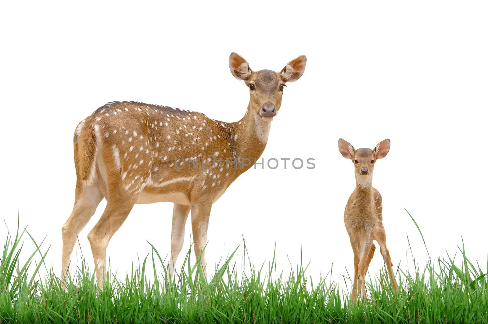 axis deer with green grass isolated