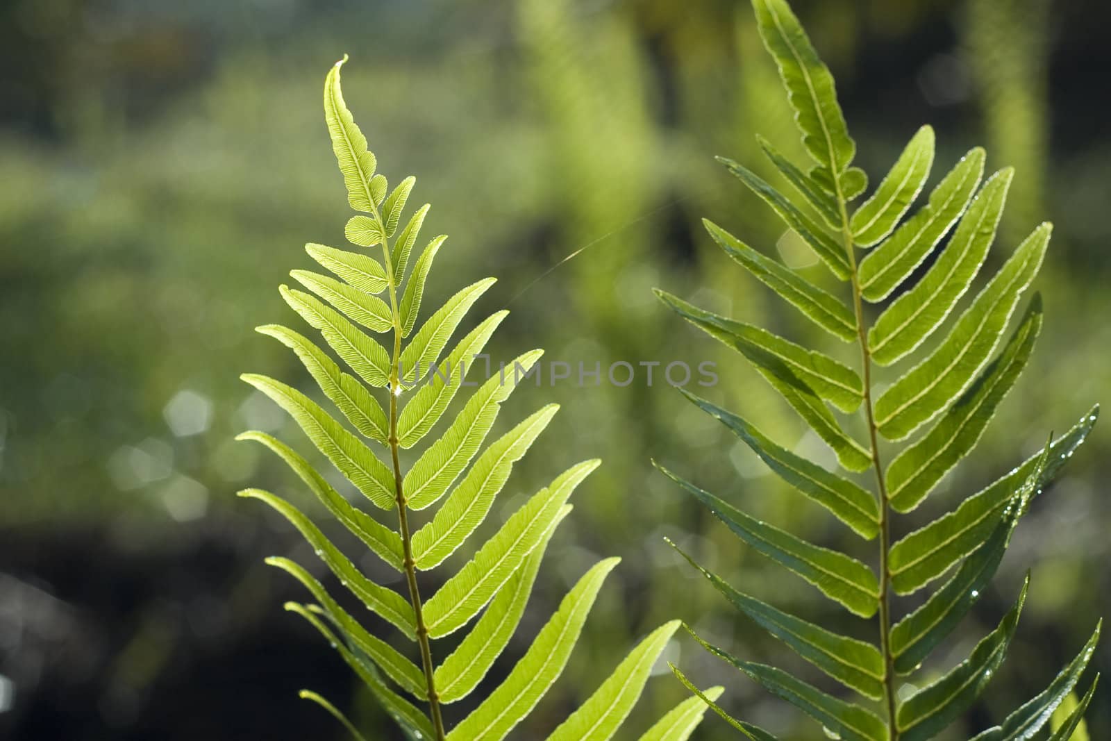 Leaf of a Fern