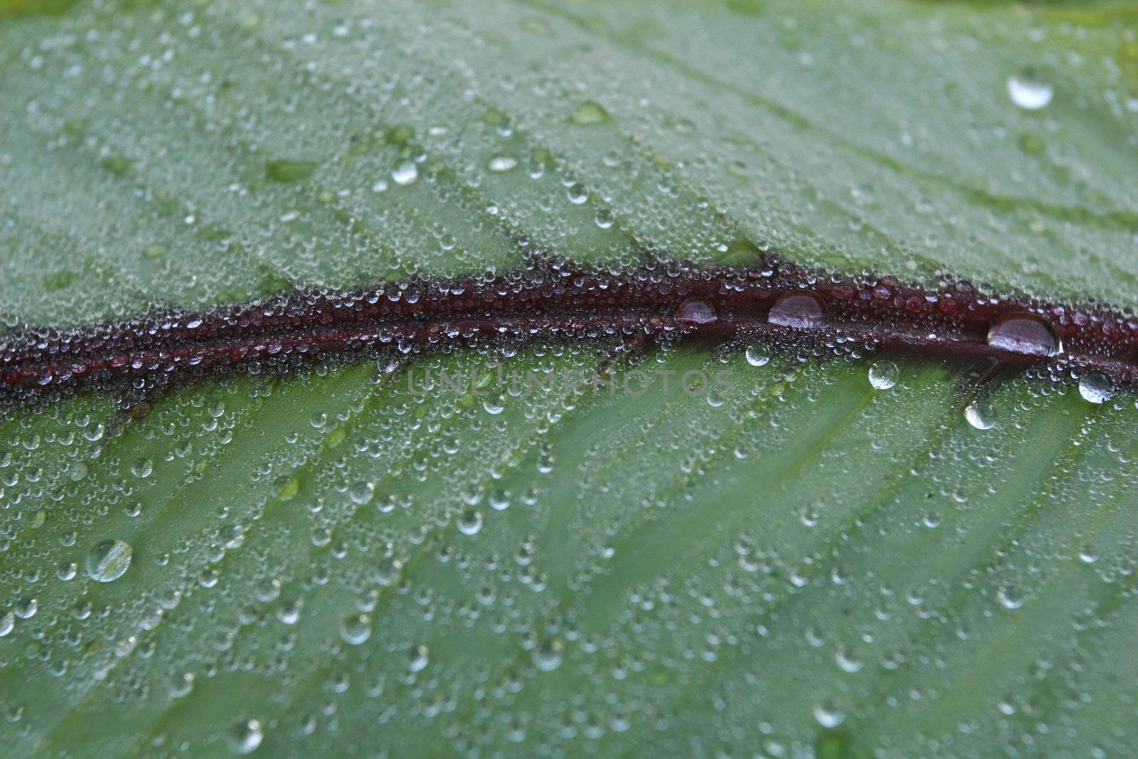 Water Droplets on Leaf