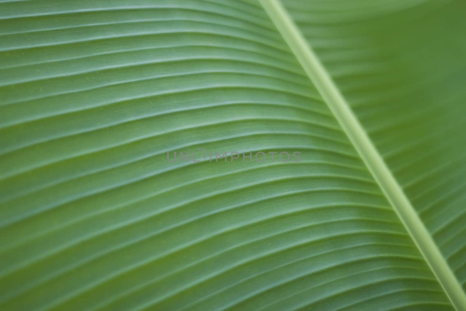 Banana Leaf