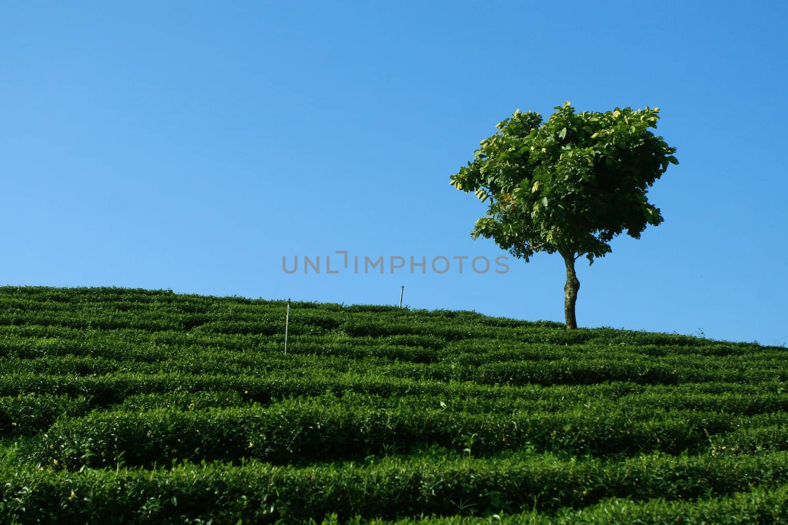 Lonely Tree in tea plantation