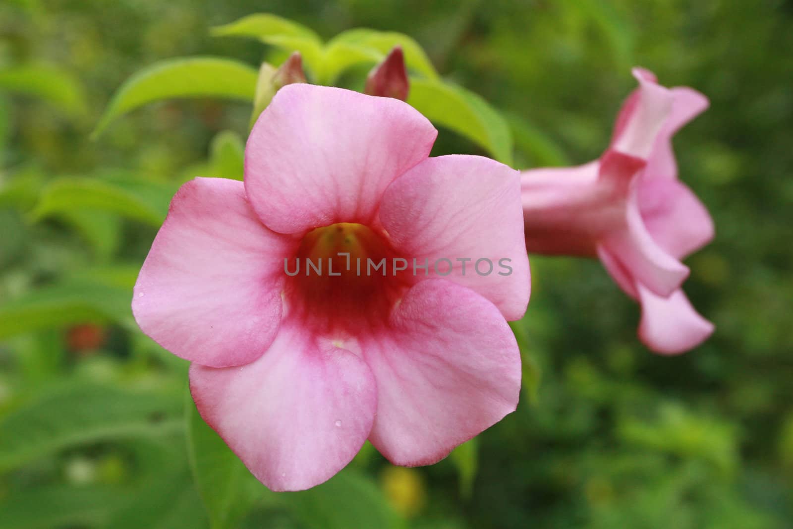 Allamanda Flowers