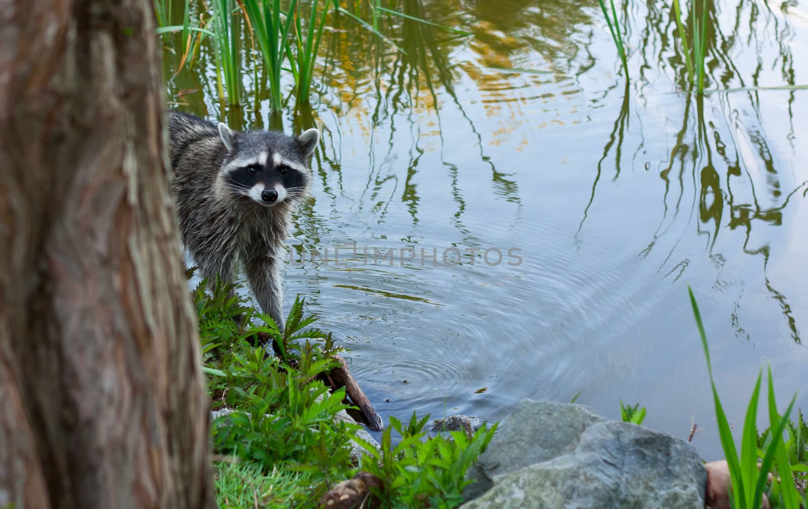 Racoon  in the brush on the lake looking curiosuly at the camera