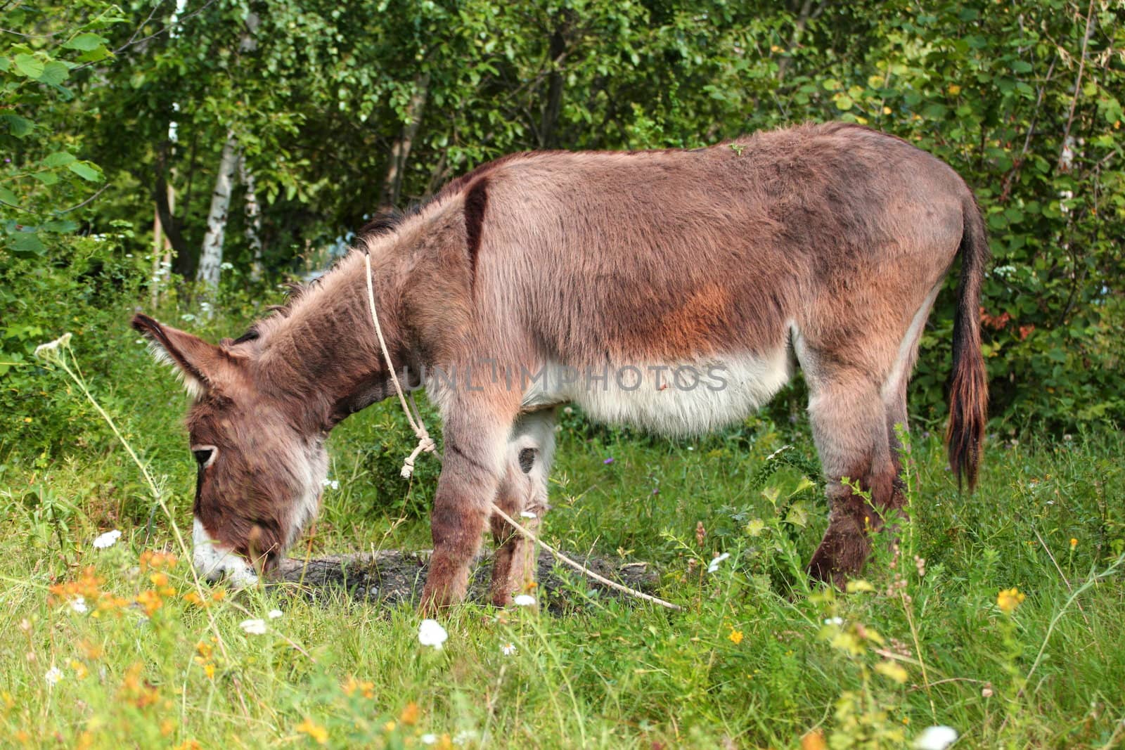 old donkey grazing in the field near a farm