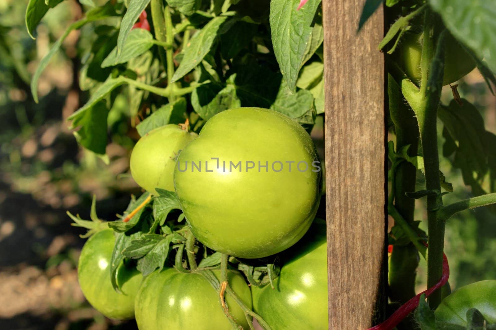 green tomatoes in the garden in july