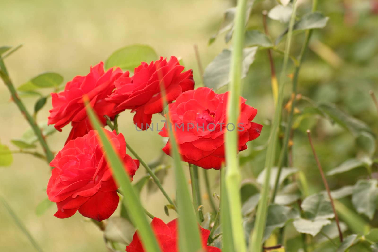 red roses in the garden with green background