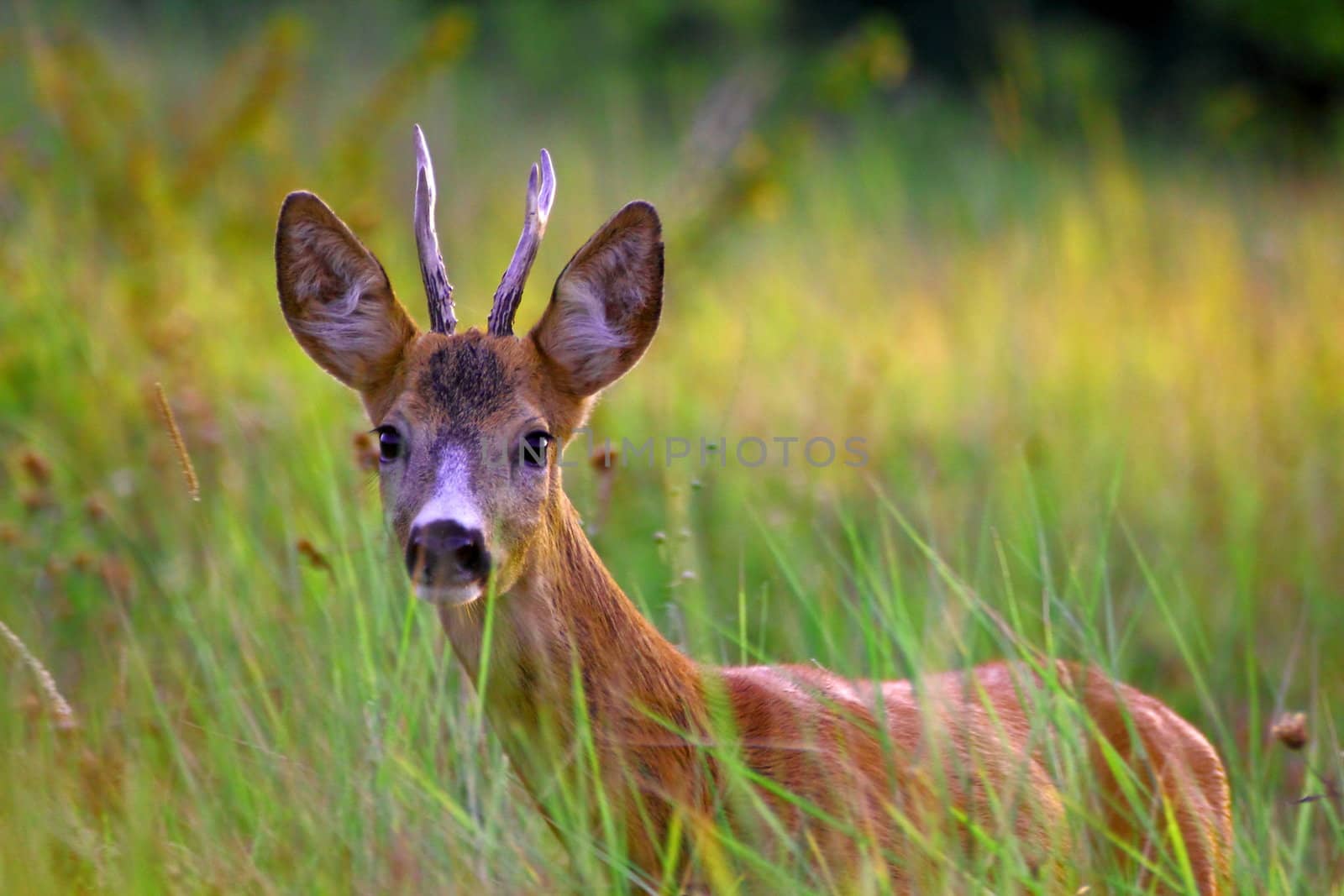 young roe deer buck coming at a gamecall