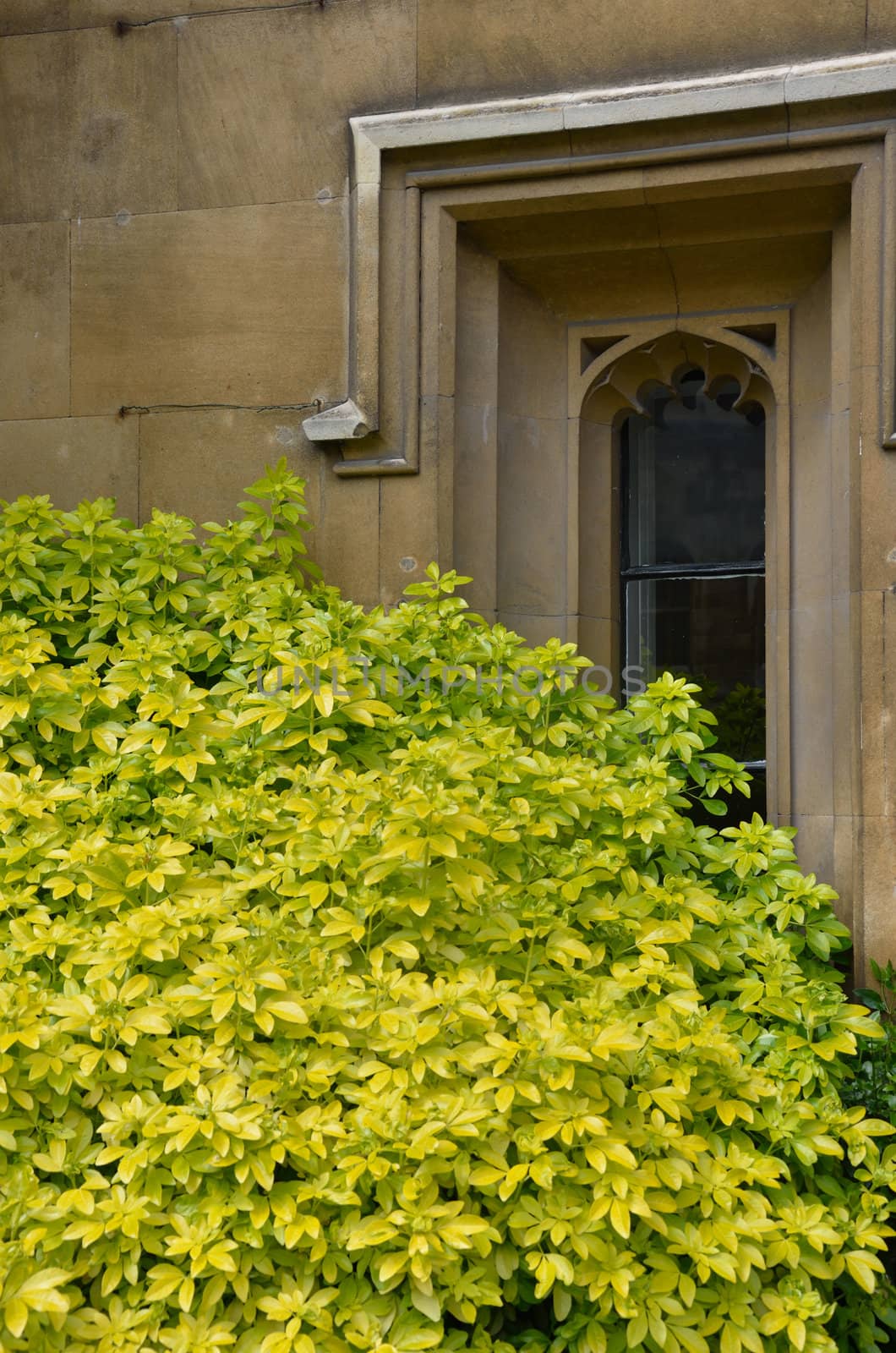 Tree by narrow arched window