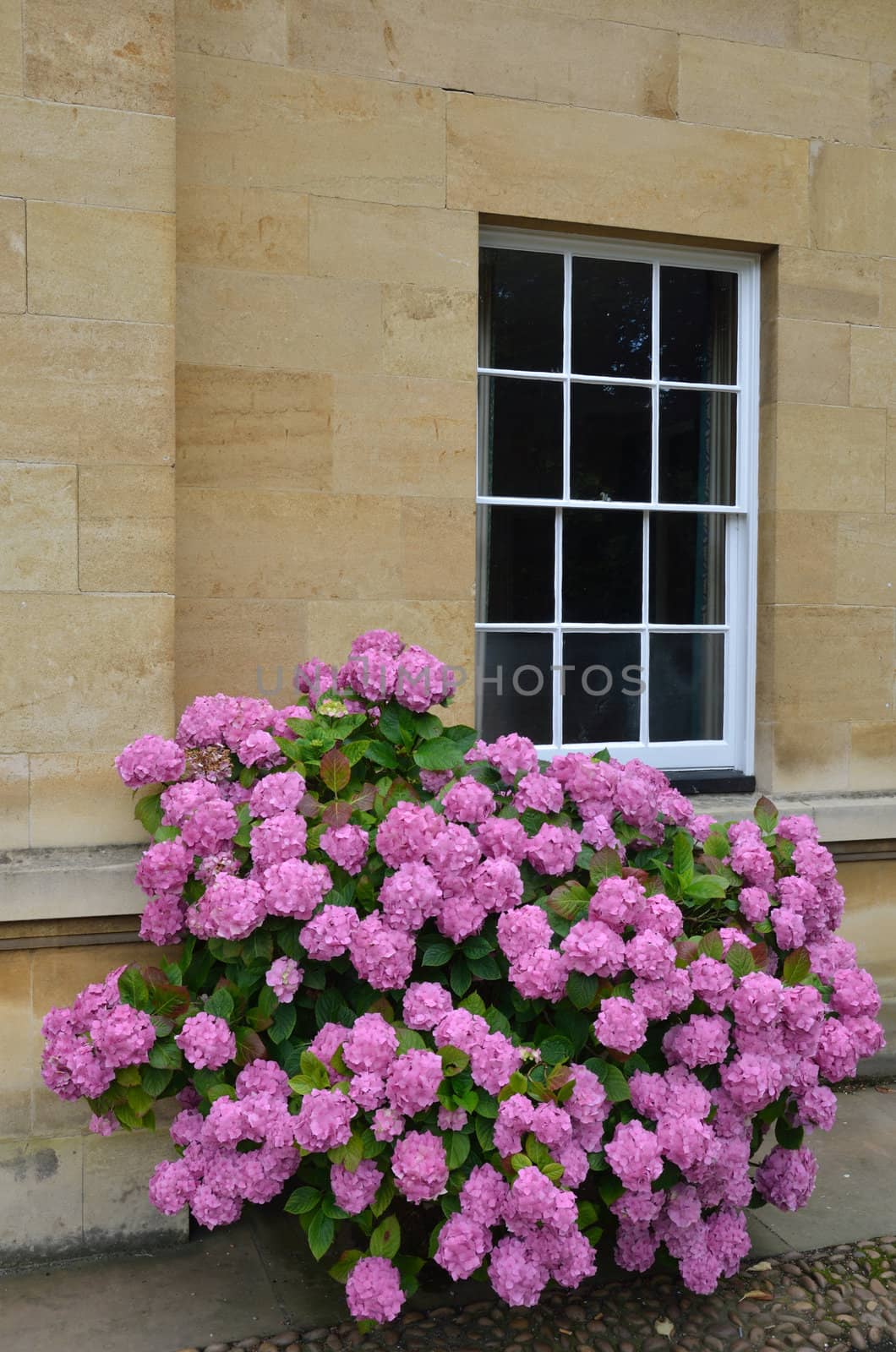 Hydrangea outside  by window