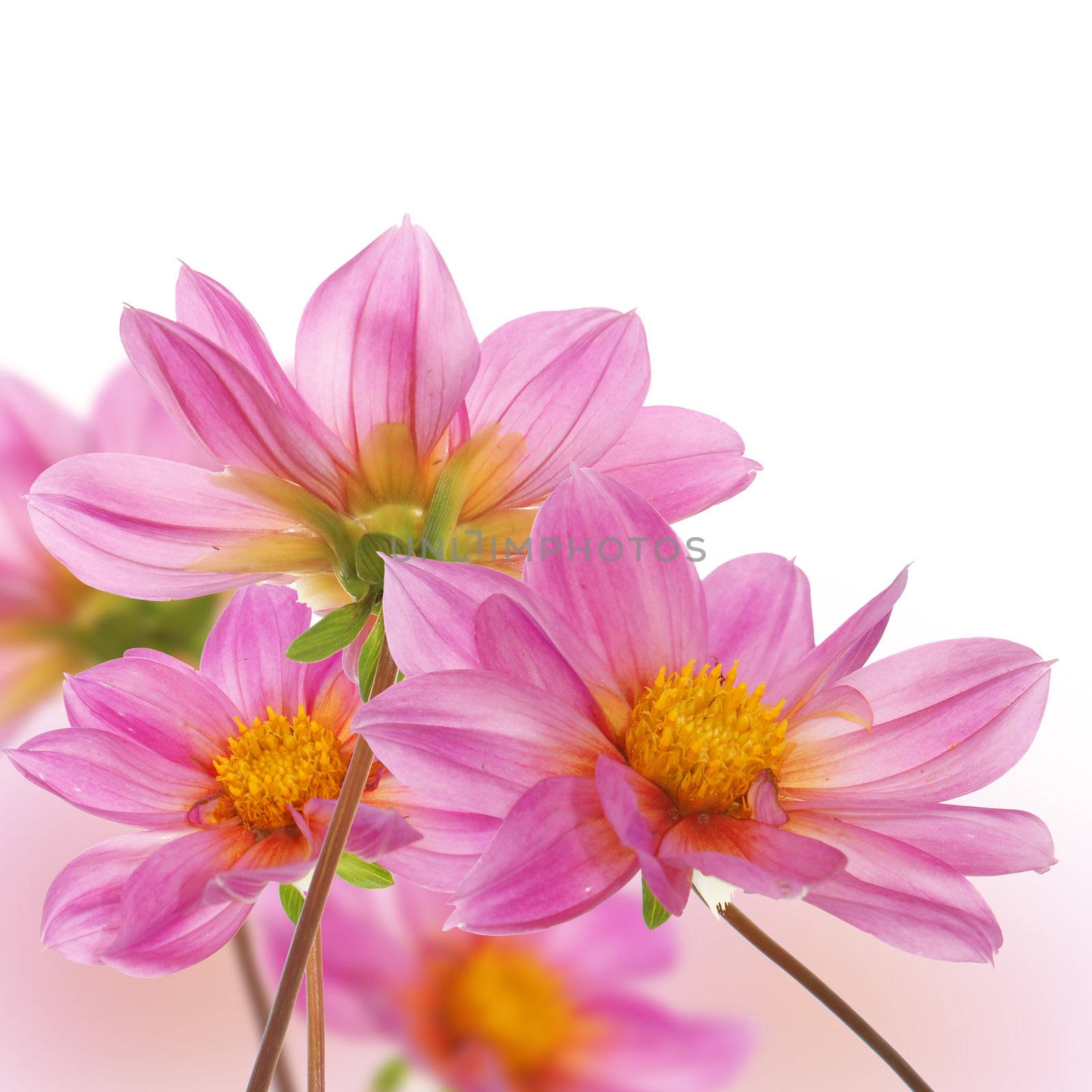 The pink beautiful decorative flowers over white background