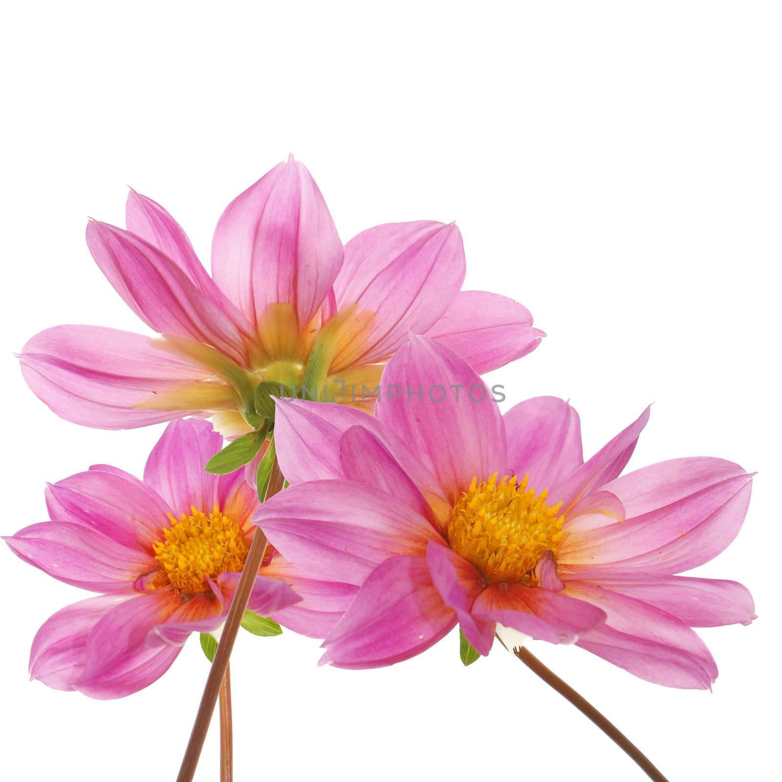 The pink beautiful decorative flowers over white background