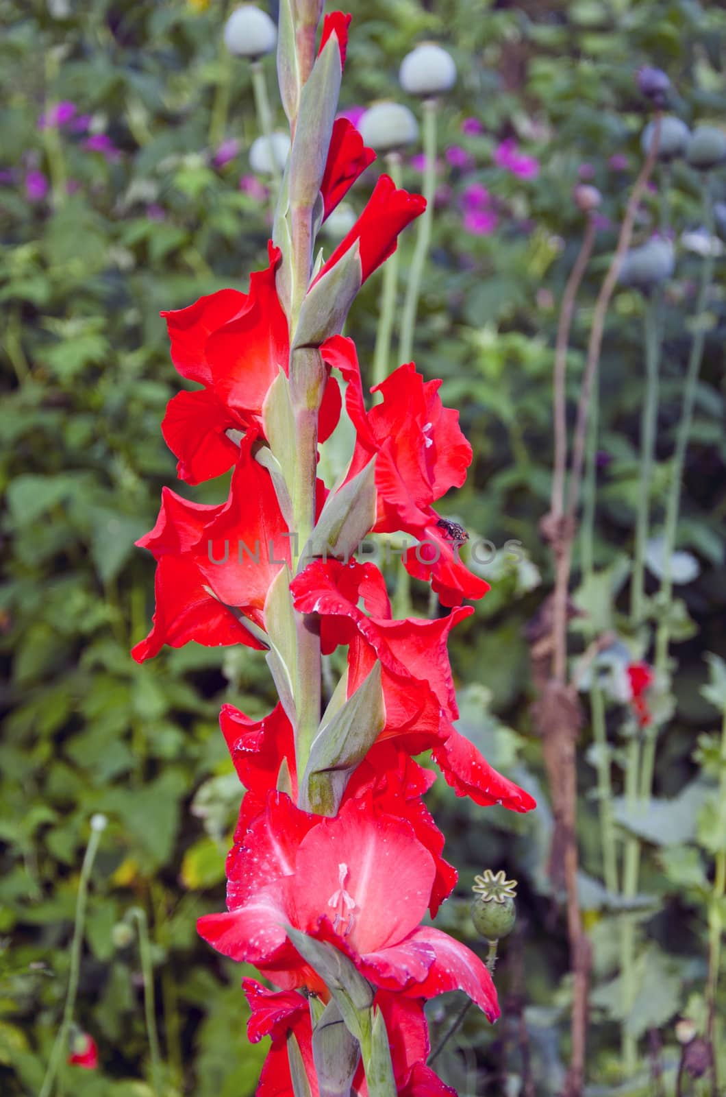 red gladiolus blossoms in garden by alis_photo