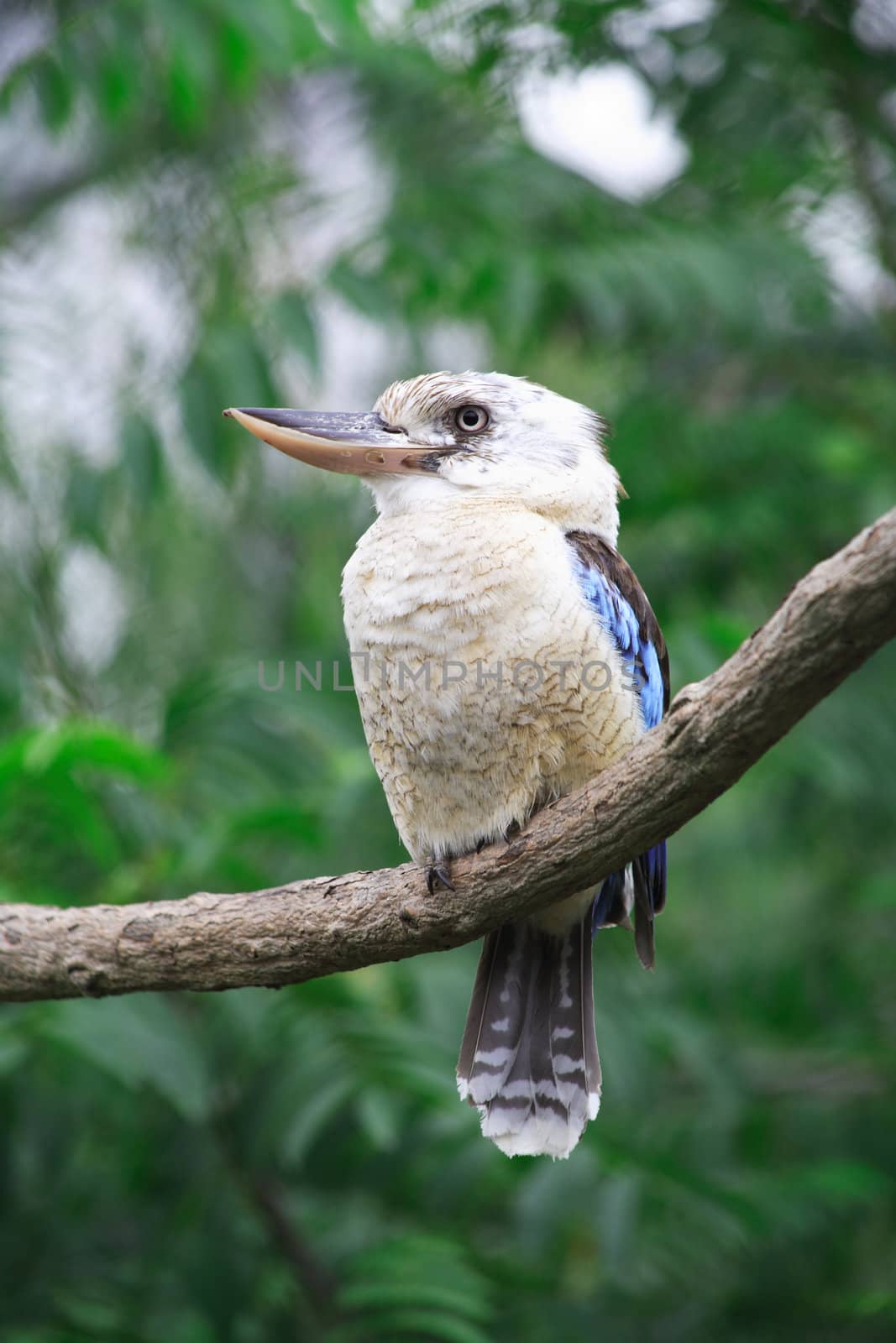 Closeup of nice gray headed kingfisher sitting on tree branch on green leaves background