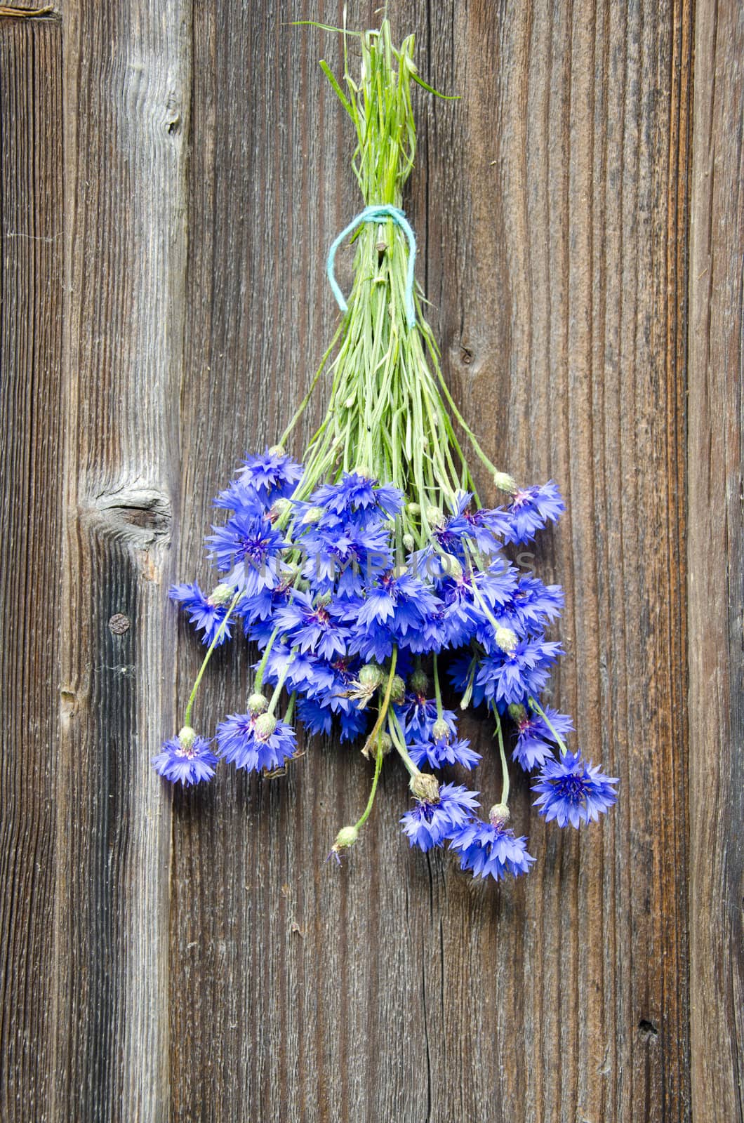 blue cornflower fresh bunch on old wooden wall