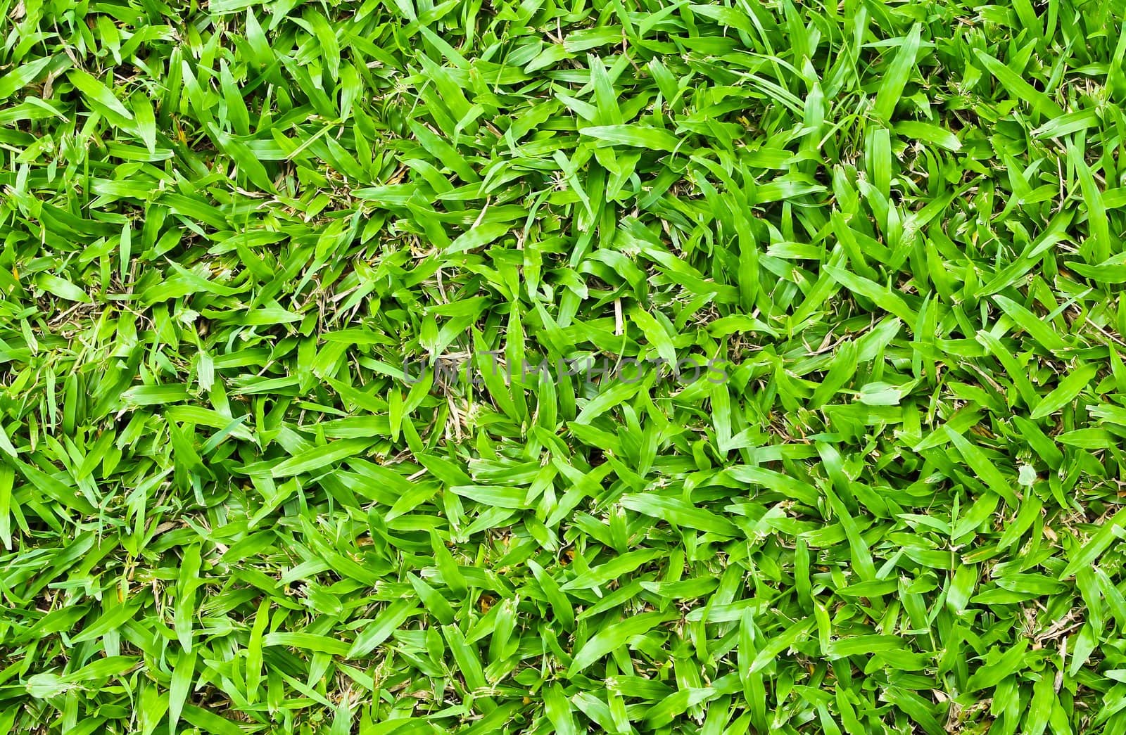 Grass background by Myimagine