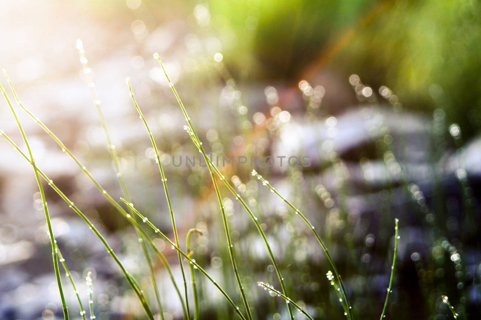 blades of green summer grass with drops