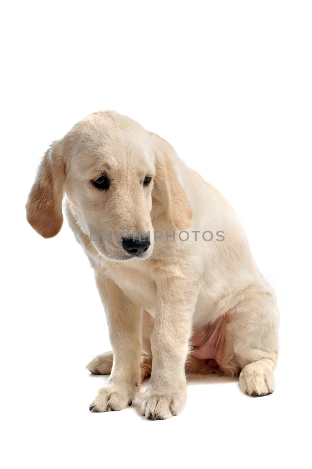 sad puppy golden retriever by cynoclub